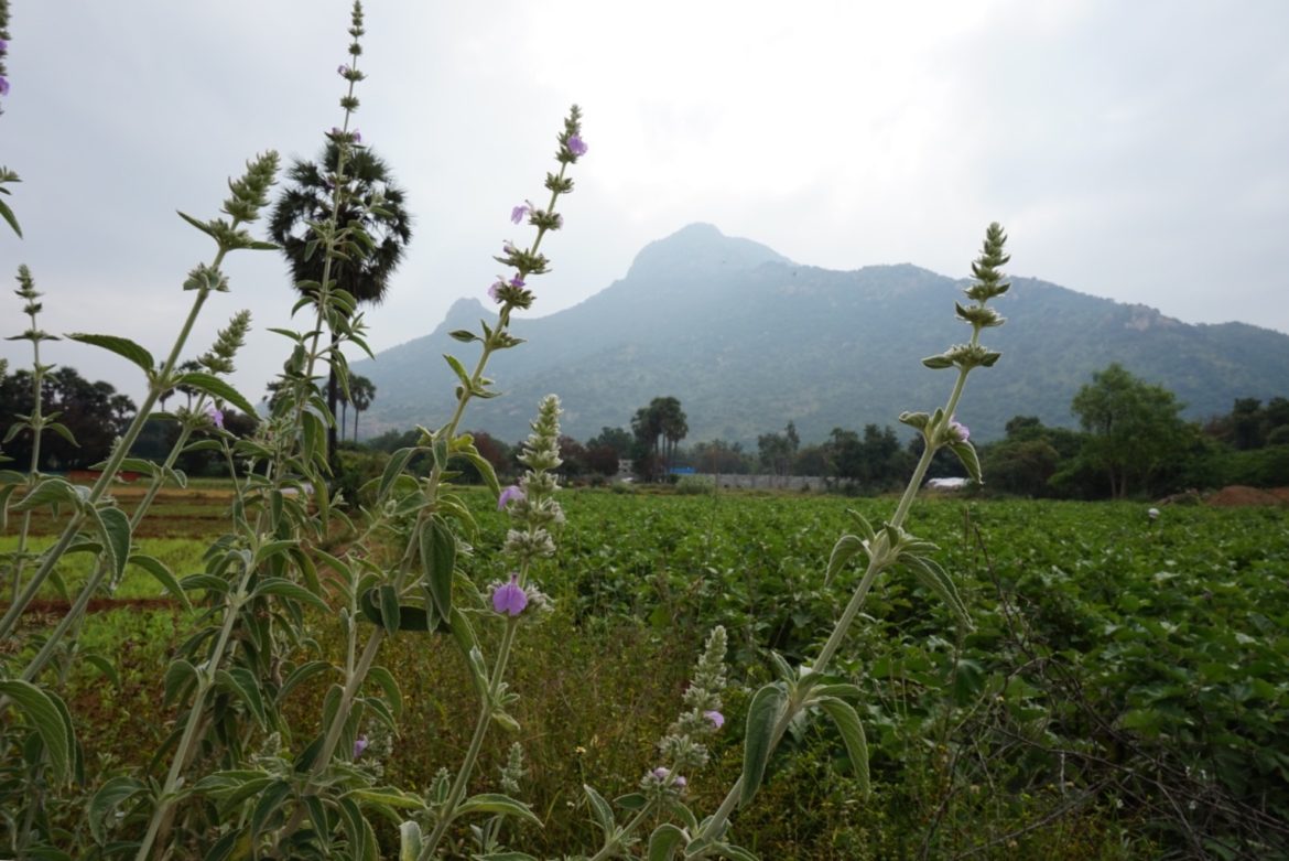 Arunachala from Adi Annamalai Arunachala from Adi Annamalai