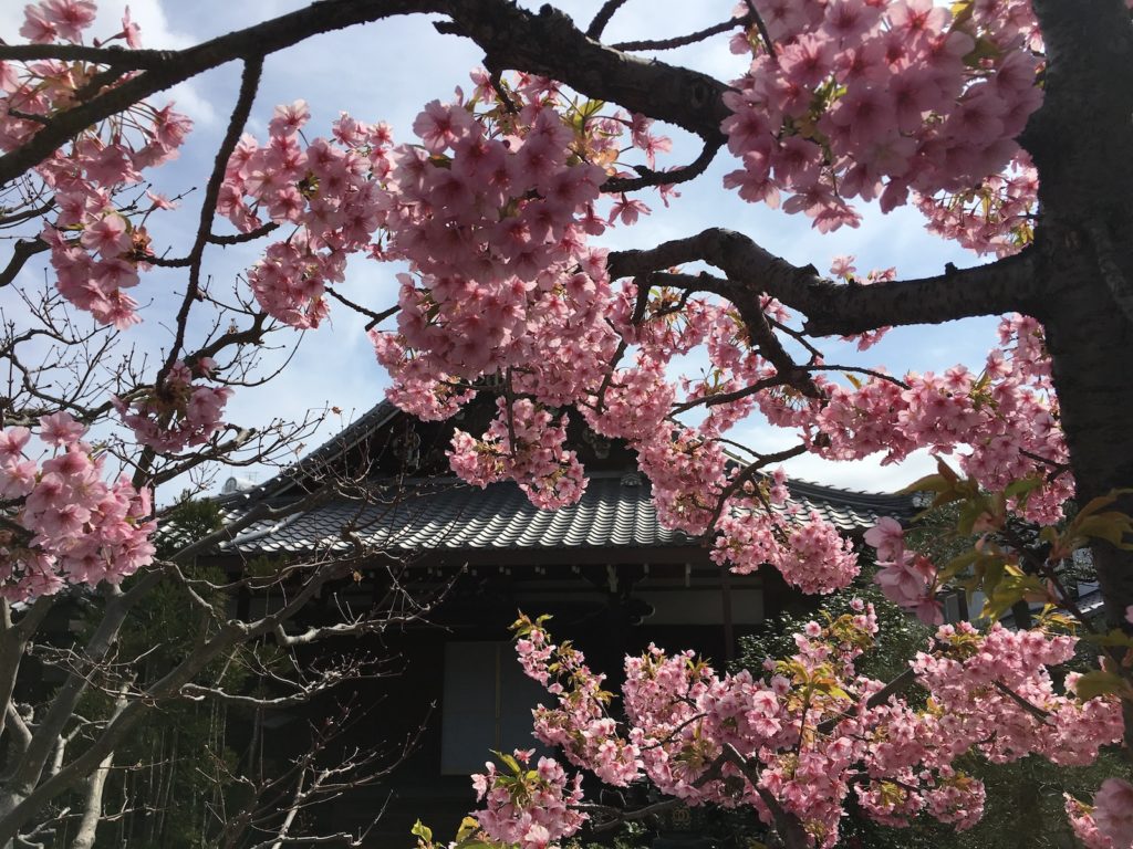 Blossoms at Todai-Ji Temple