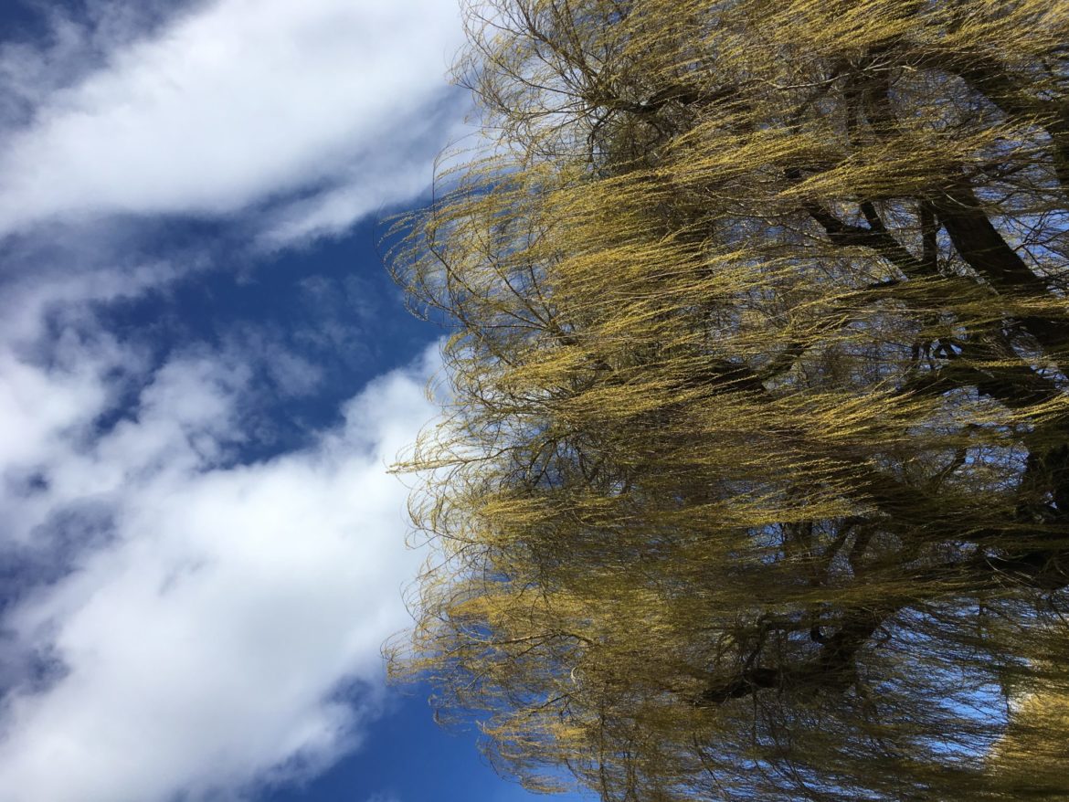 Willow in the wind Willow in the wind